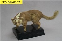 藏品(鼬獾)的圖片